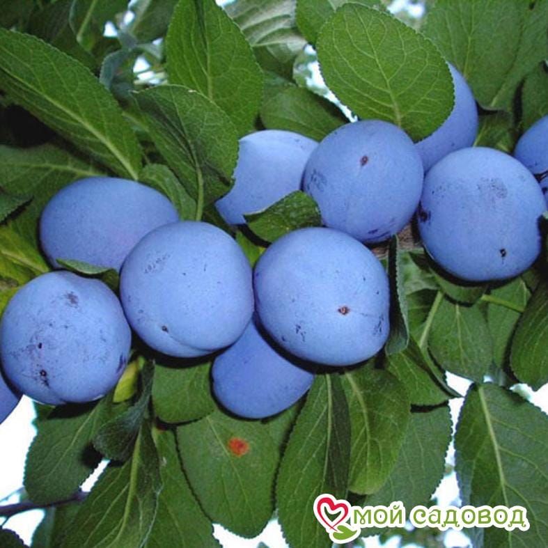 Слива Чачакская ранняя