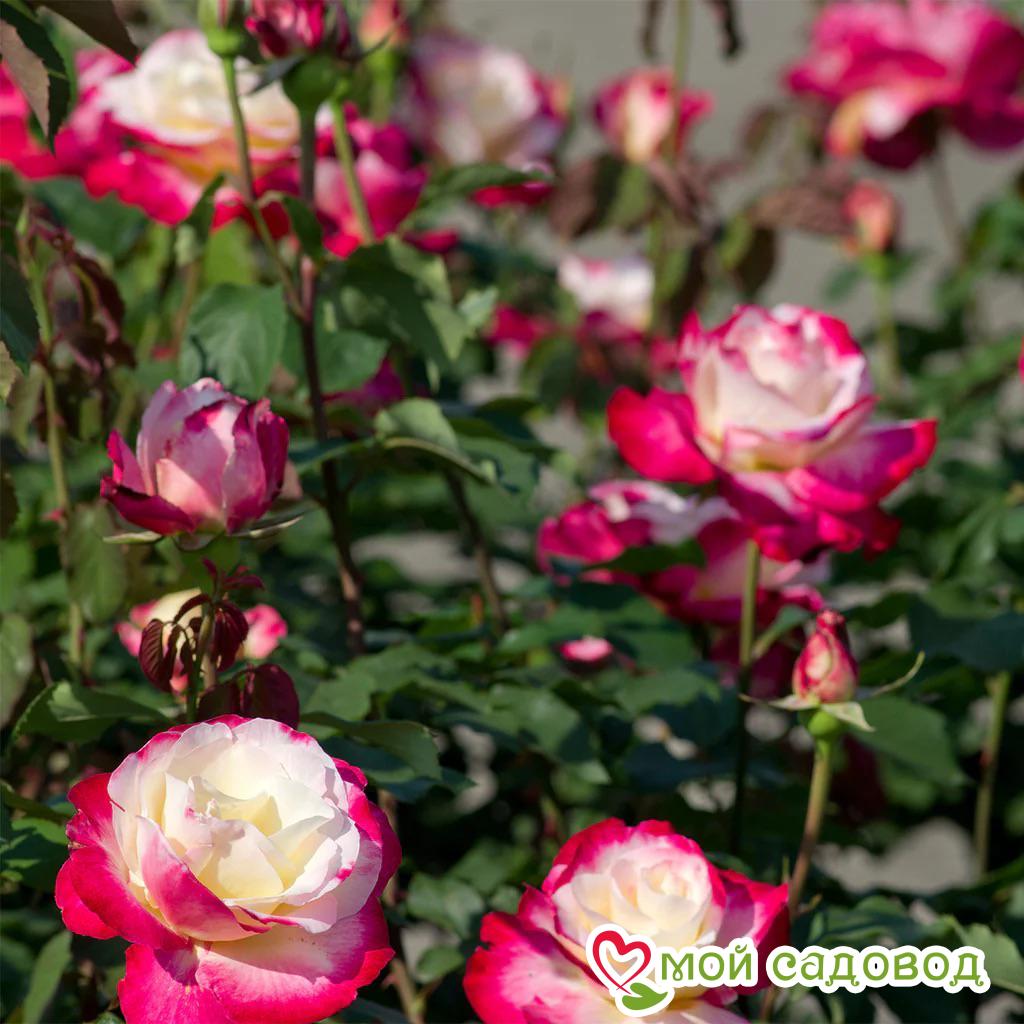 Роза чайно-гибридная Дабл Делайт