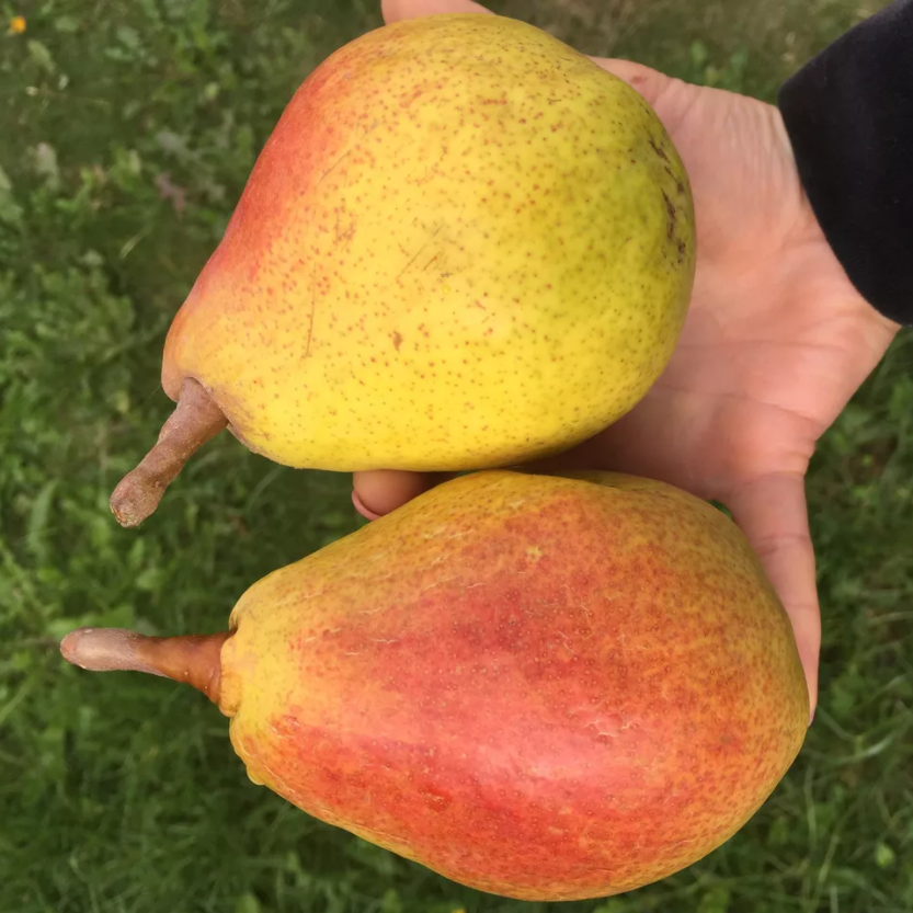 Груша Дюшес летний