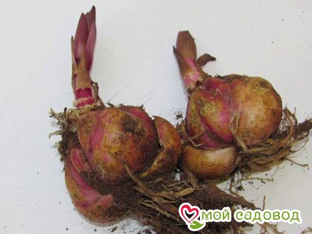 Лилия Лунная Серенада